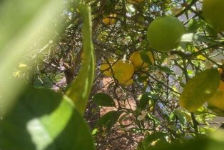 Single Family Residence, 6238 Fremont st, Ventura, CA 93003 - 9