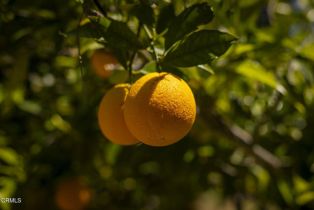 Single Family Residence, 3328 Matilija Canyon rd, Ojai, CA 93023 - 23