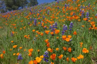 Single Family Residence, 2113 Doral ct, Oxnard, CA 93036 - 71