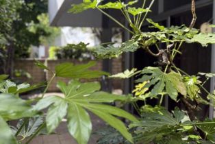 Condominium, 4213 Sarah ST, Burbank, CA  Burbank, CA 91505