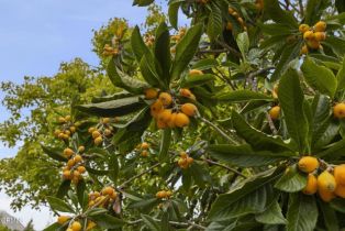 Single Family Residence, 181 Via Sandra, Newbury Park, CA 91320 - 51