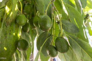 Single Family Residence, 366 Court ave, Ventura, CA 93003 - 41