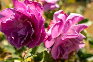 , 99 Cerro Crest dr, Camarillo, CA 93010 - 12