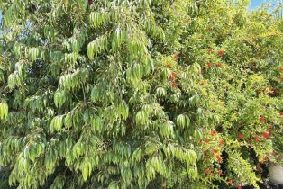 Residential Income, 11369 Aster st, Ventura, CA 93004 - 18