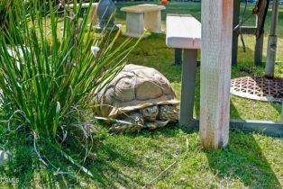 Single Family Residence, 246 Crestwood ave, Ventura, CA 93003 - 40